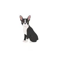 Boston Terrier | Types of Dogs Names in English