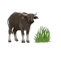 Buffalo – Grass
