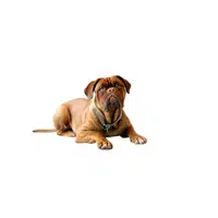 Bullmastiff | Types of Dogs Names in English