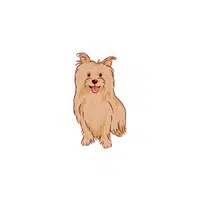 Cairn Terrier | Types of Dogs Names in English