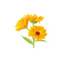 Calendula