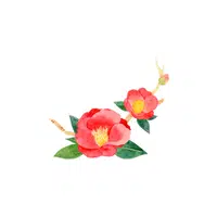 Camellia | Plants Names in English