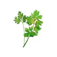 Celery | Grocery Store items Names in English