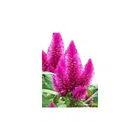 Celosia | Plants Names in English