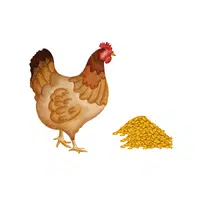Chicken – Grains