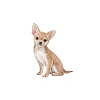 Chihuahua | Types of Dogs Names in English