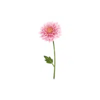 Chrysanthemum | Plants Names in English