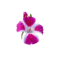 Clarkia | Plants Names in English