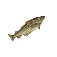 Cod | Seafood items Names in English