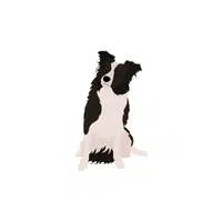Collie| Types of Dogs Names in English