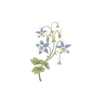 Columbine | Plants Names in English