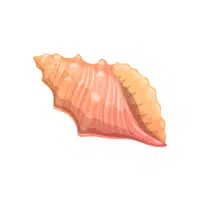 Conch | Seafood items Names in English