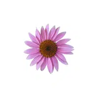 Coneflower