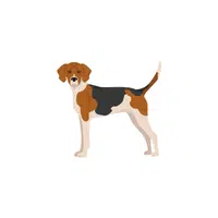 Coonhound | Types of Dogs Names in English