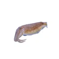 Cuttlefish
