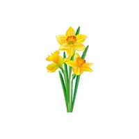 Daffodil