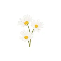 Daisy | Plants Names in English