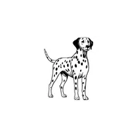 Dalmatian | Types of Dogs Names in English