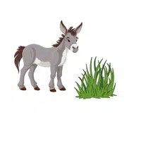 Donkey – Grass