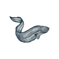 Eel | Seafood items Names in English