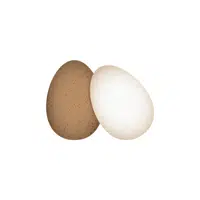 Eggs | Grocery Store items Names in English