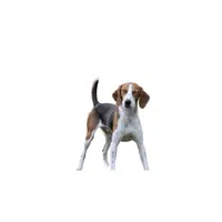 English Foxhound