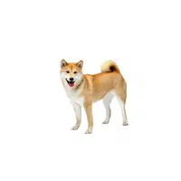 Finnish Spitz | Types of Dogs Names in English