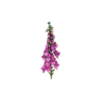 Foxglove