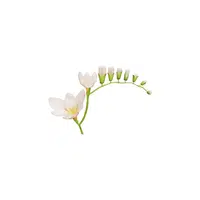 Freesia | Plants Names in English