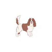French Spaniel