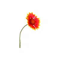 Gaillardia | Plants Names in English