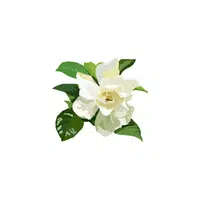 Gardenia