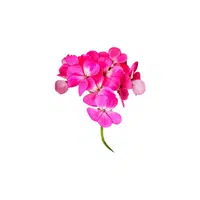 Geranium | Plants Names in English