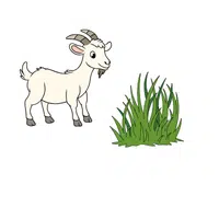 Goat – Grass - Animals Foods Names