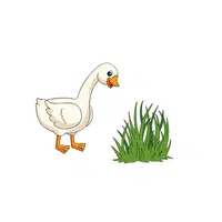 Goose – Grasses