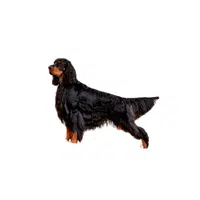 Gordon Setter | Types of Dogs Names in English