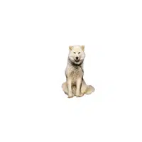 Greenland Dog | Types of Dogs Names in English