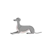 Greyhound