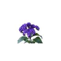 Heliotrope | Plants Names in English