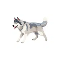 Husky | Types of Dogs Names in English