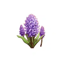 Hyacinth | Plants Names in English