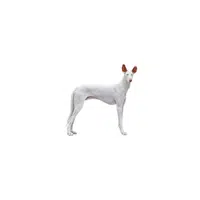 Ibizan Hound | Types of Dogs Names in English