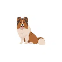 Icelandic Sheepdog | Types of Dogs Names in English