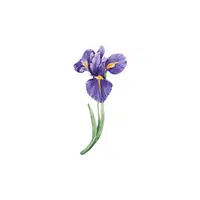 Iris | Plants Names in English