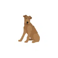 Irish Terrier | Types of Dogs Names in English