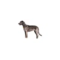 Irish Wolfhound | Types of Dogs Names in English