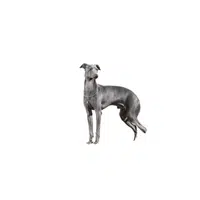 Italian Greyhound