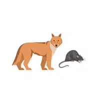 Jackal – Rodents - Animals Foods Names