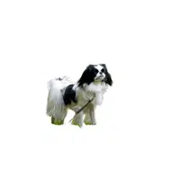 Japanese Chin | Types of Dogs Names in English