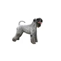 Kerry Blue | Types of Dogs Names in English